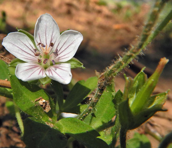 wingstem Verbesina alternifolia